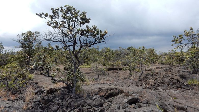Ohia Tree 
