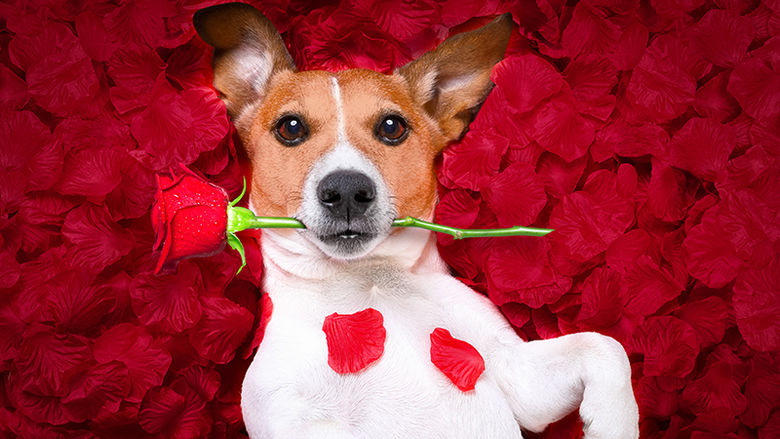 A dog lounging in rose petals