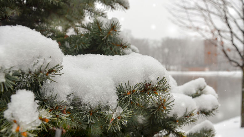 A snow-covered pine with Eve Chapel in the background
