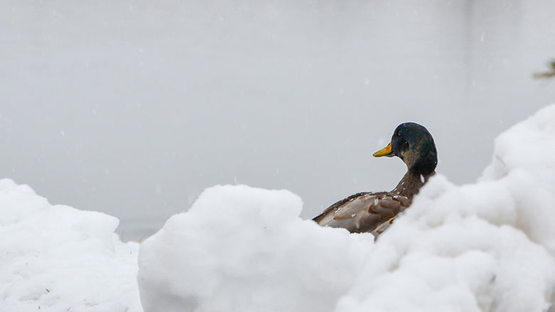 a duck in the snow