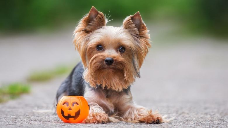 A small puppy sitting next to a jack-o-lanten shaped candy basket