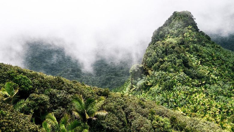 El Yunque National Forest, Puerto Rico