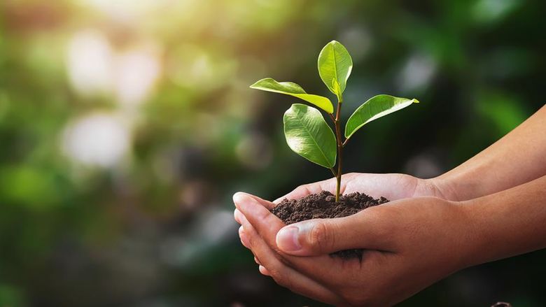 A pair of hands holding a plant in some dirt