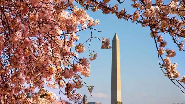 The Washington Memorial in D.C. surrounded by cherry blossoms