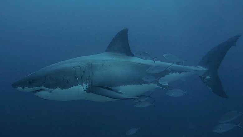 A great white shark swimming through murky water followed by several fish
