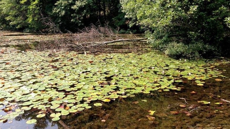 Lilypads in a lake