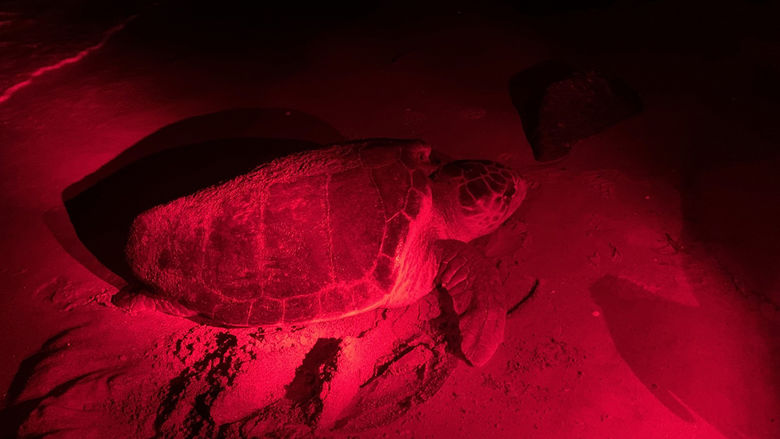 A female loggerhead approaching the beach to nest. All activities in these photos were performed under permission from FWC MTPs 216 and 226.