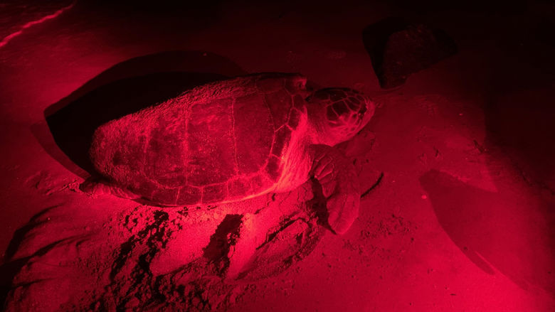 A female loggerhead approaching the beach to nest. All activities in these photos were performed under permission from FWC MTPs 216 and 226.