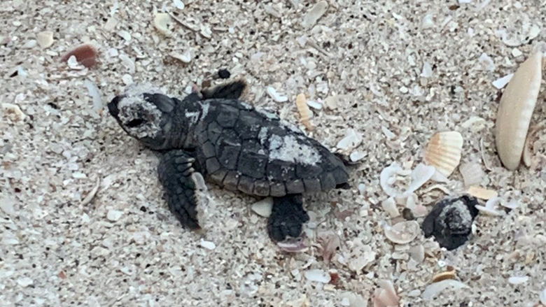 A loggerhead hatchling emerging before sunset. All activities in these photos were performed under permission from FWC MTPs 216 and 226.
