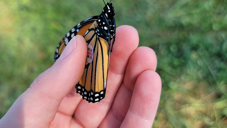 One of the butterflies on which Hatch placed a tag on the "glove" of its wing.