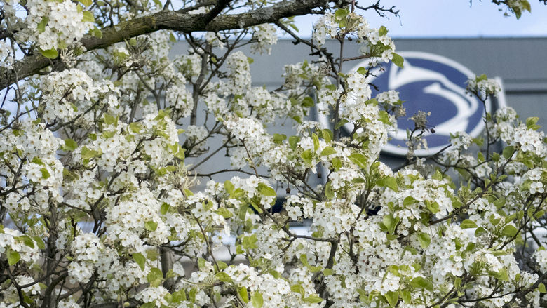 scoreboard through trees