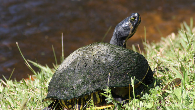 Turtle