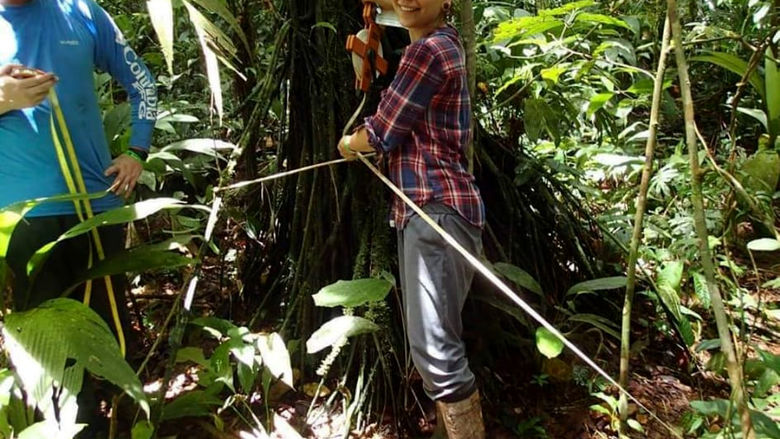 Spagnoli researching a seedling establishment within the root systems of stilt-root palm trees at La Selva, Costa Rica