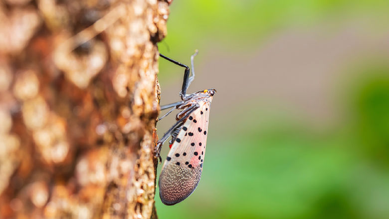A spotted lanterfly on the side of a tree