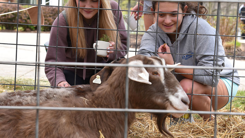 Two students look at goats on the Penn State Altoona campus