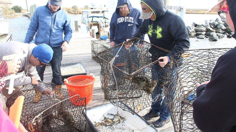 Penn State Altoona students examining crabs caught in traps