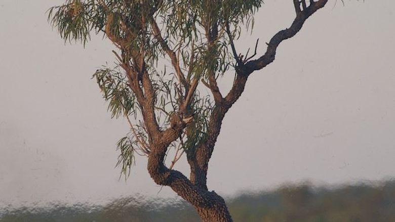 Birds in a tree above a fire, Borroloola, Northern Territory, Australia, 2014.
