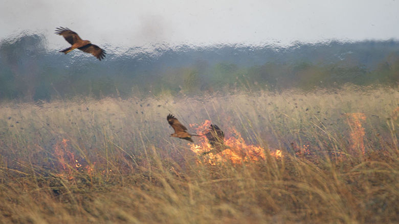 Black Kites at a fire, Borroloola, Northern Territory, Australia, 2014.