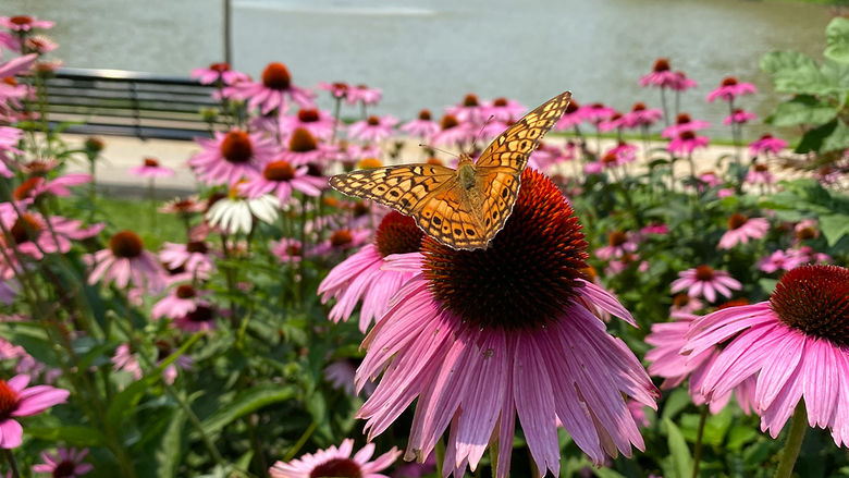 A butterfly landing on a purple flower next to the reflecting pond at Penn State Altoona