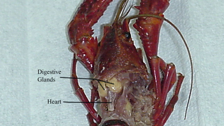 Circulatory System of a Crayfish