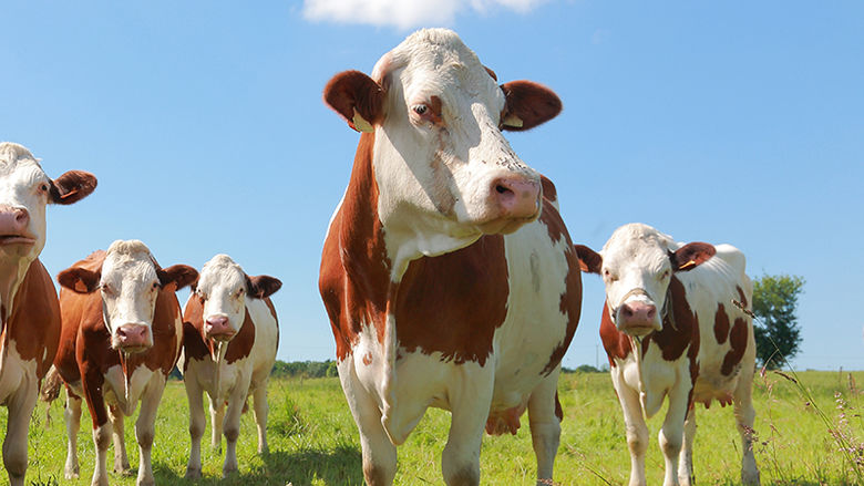 A herd of cattle