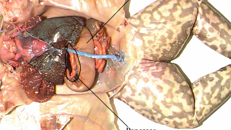 Digestive System of a Frog 1