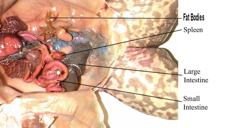 Digestive System of a Frog 2