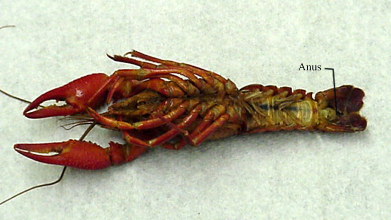 Digestive and Excretory System of a Crayfish 3