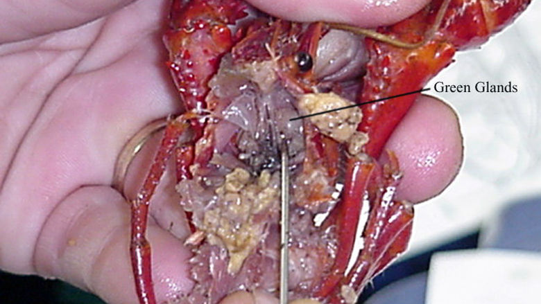 Digestive and Excretory System of a Crayfish 4