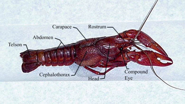 External Anatomy of a Crayfish 1
