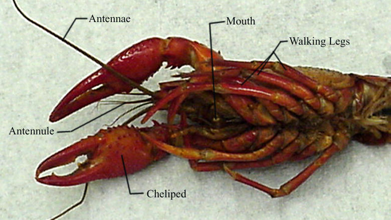 External Anatomy of a Crayfish 2