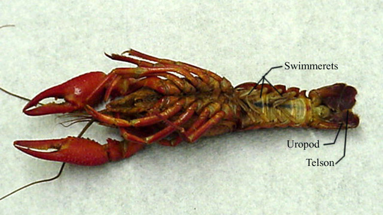 External Anatomy of a Crayfish 3