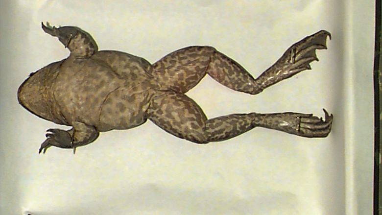 External Anatomy of a Frog