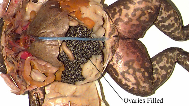 Female Anatomy of a Frog