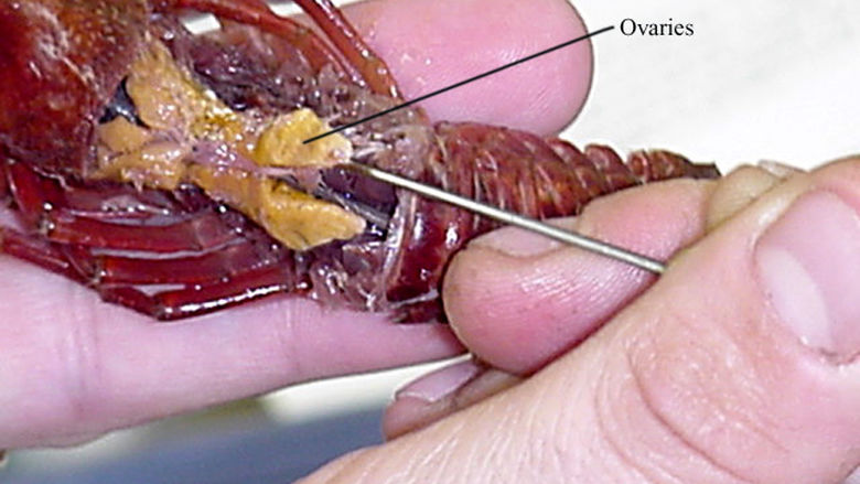 Female Anatomy of a Crayfish