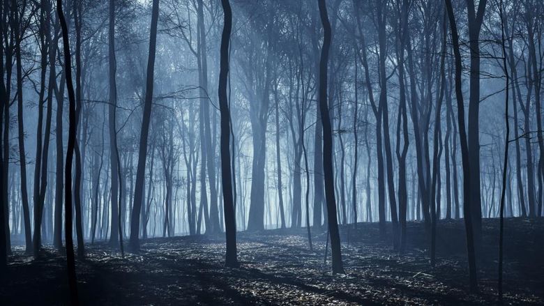 A forest at night illuminated by moonbeams