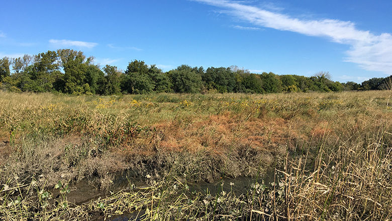 Tidal march at the John Heinz National Wildlife Refuge at Tinicum