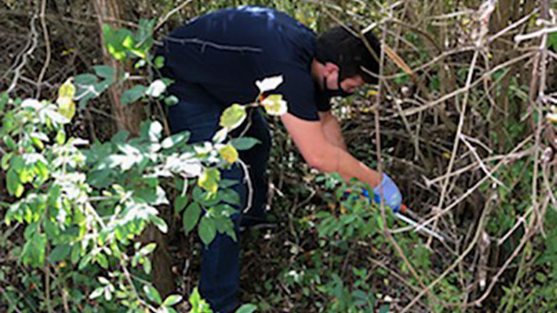 Eric Cammarata cuts non-native plants along the Bell’s Gap Rails to Trails.