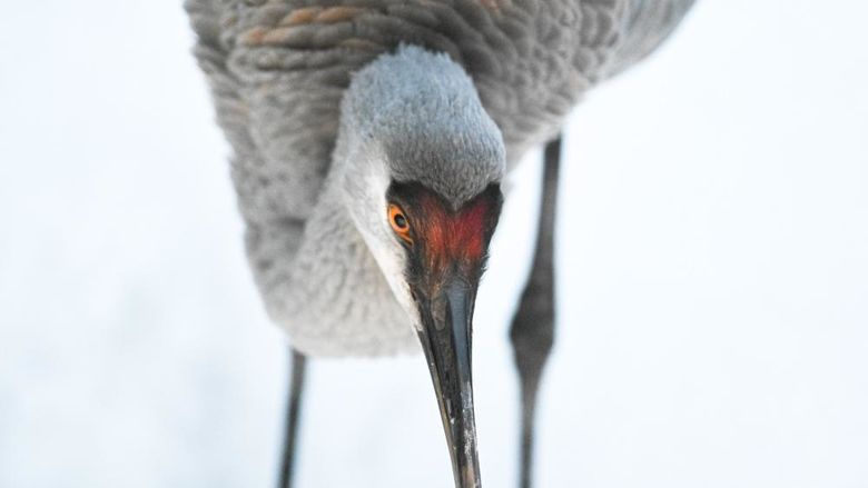 A close up picture of a sandhill crane in the snow