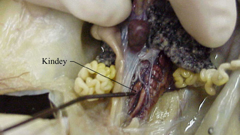 Urogential System of a Frog 2