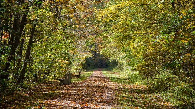 Lower Trail