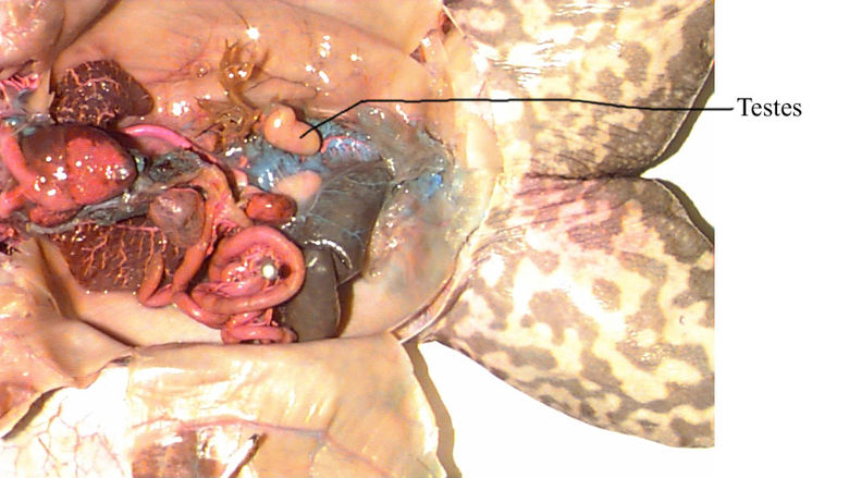 Male Anatomy of a Frog