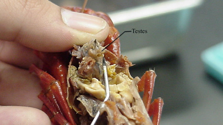 Male Anatomy of a Crayfish