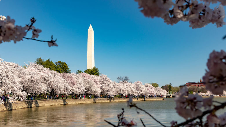 The Washington Monument in D.C. overlooking Cherry Blossom trees.