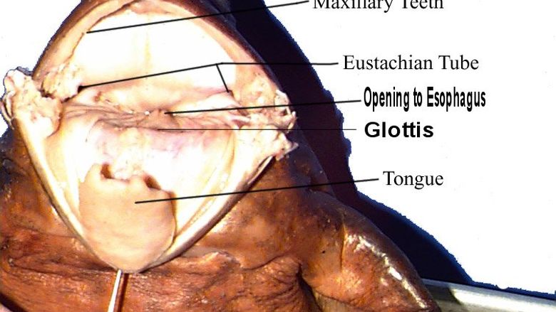 Mouth Anatomy of a Frog