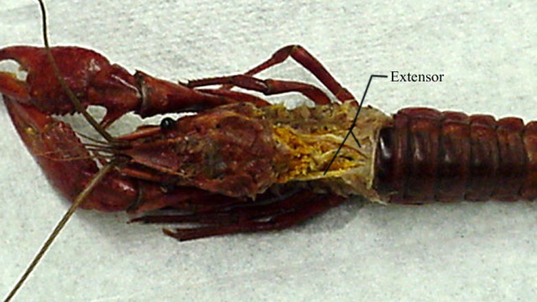 Muscle System of a Crayfish 1