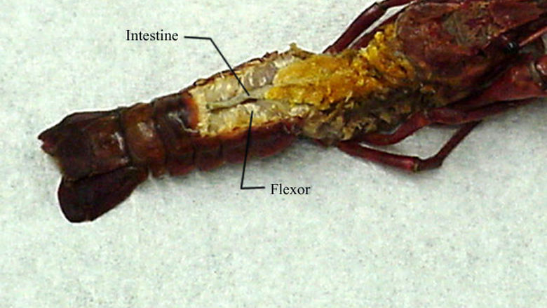 Muscle System of a Crayfish 2