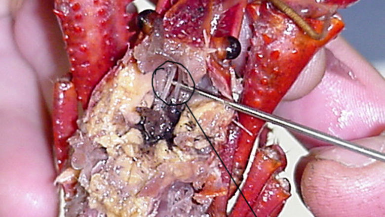 Nervous System of a Crayfish