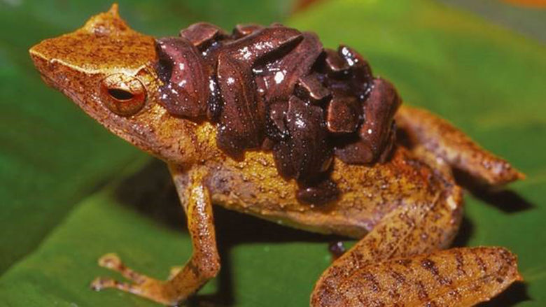 A New Guinea frog with chytrid fungus