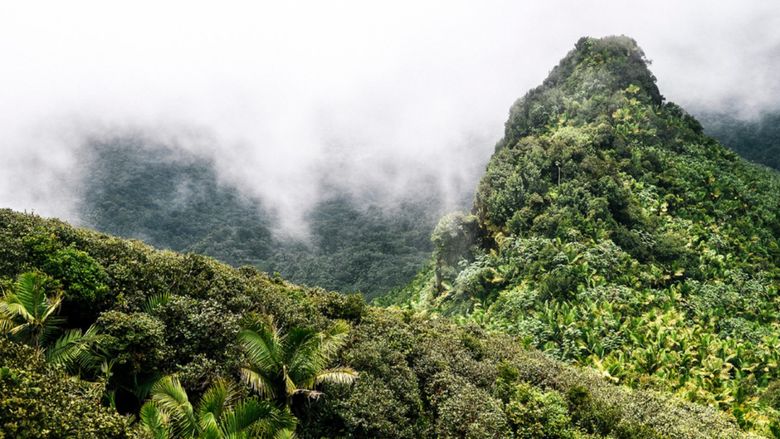 El Yunque National Forest in Puerto Rico